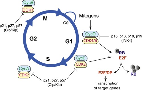 Eukaryotic cell cycle regulation