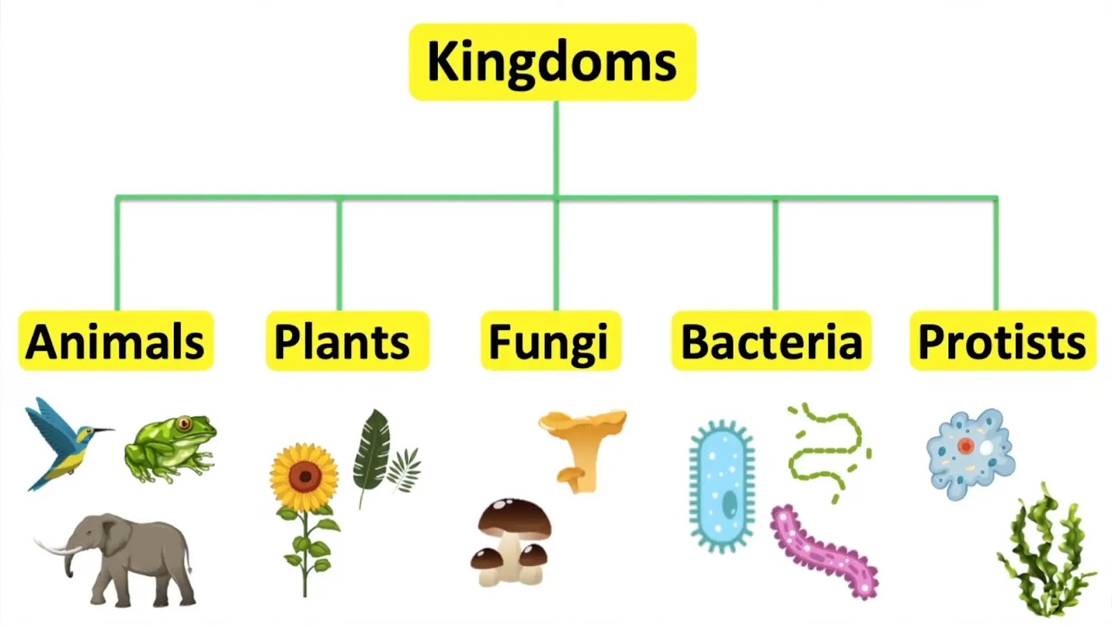 Five Kingdom Classification of Whittaker - Rethink Biology Notes