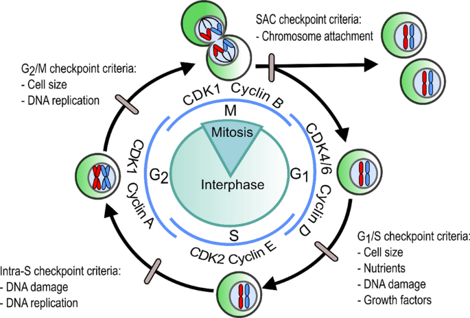 Cell cycle regulatory proteins