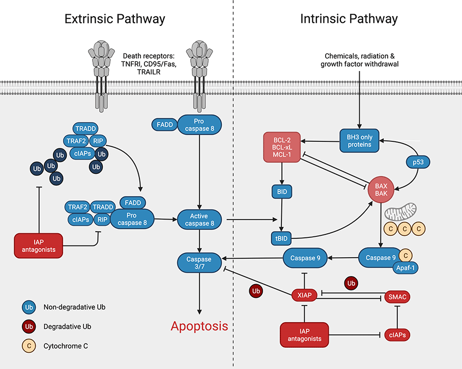 Apoptotic Pathway - Rethink Biology Notes - Cell Biology