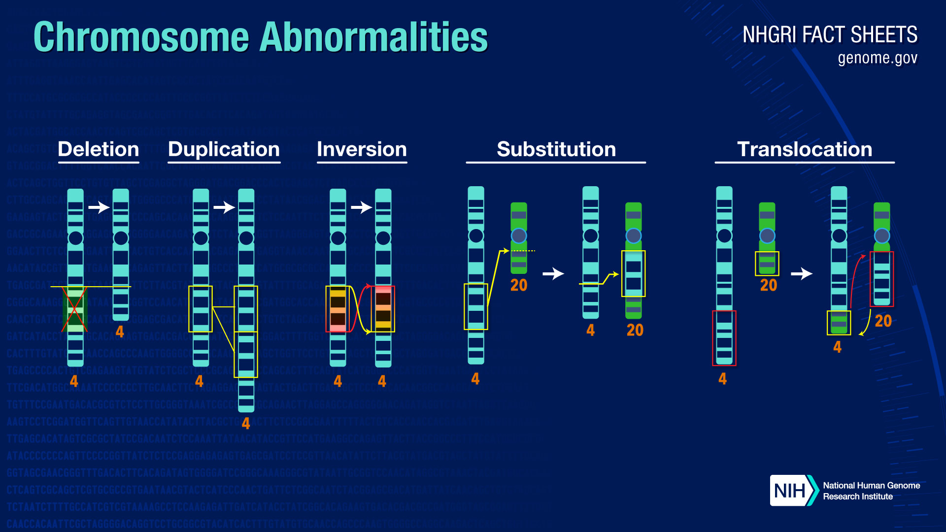 Chromosomal Aberration