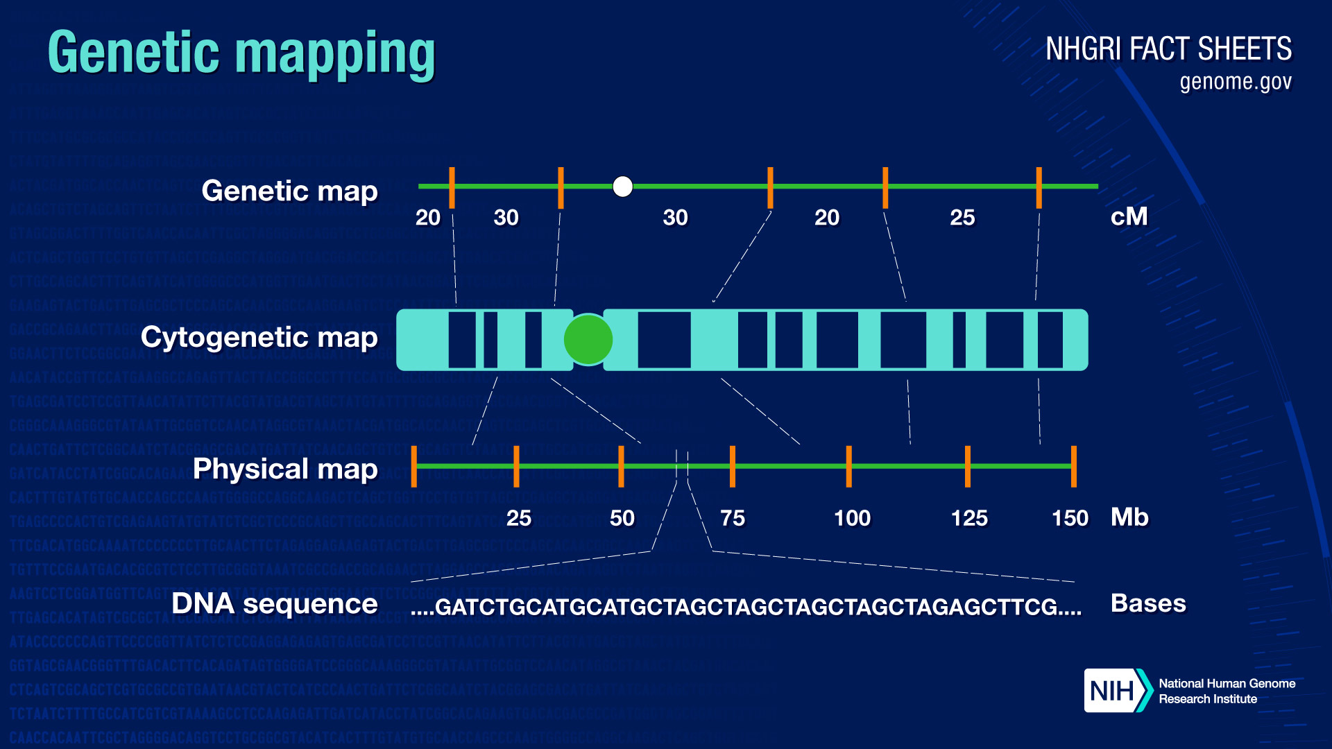 Gene mapping