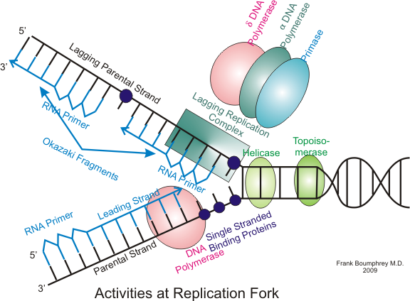 Eukaryotic DNA replication (Basic)