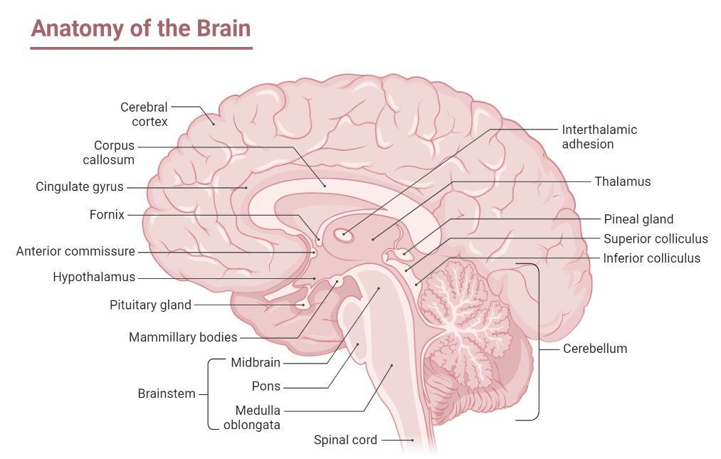 Human Brain