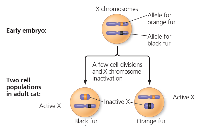 X Inactivation in Female Mammals