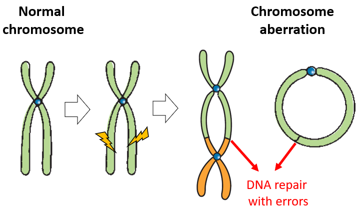 Examples of Chromosomal Aberration