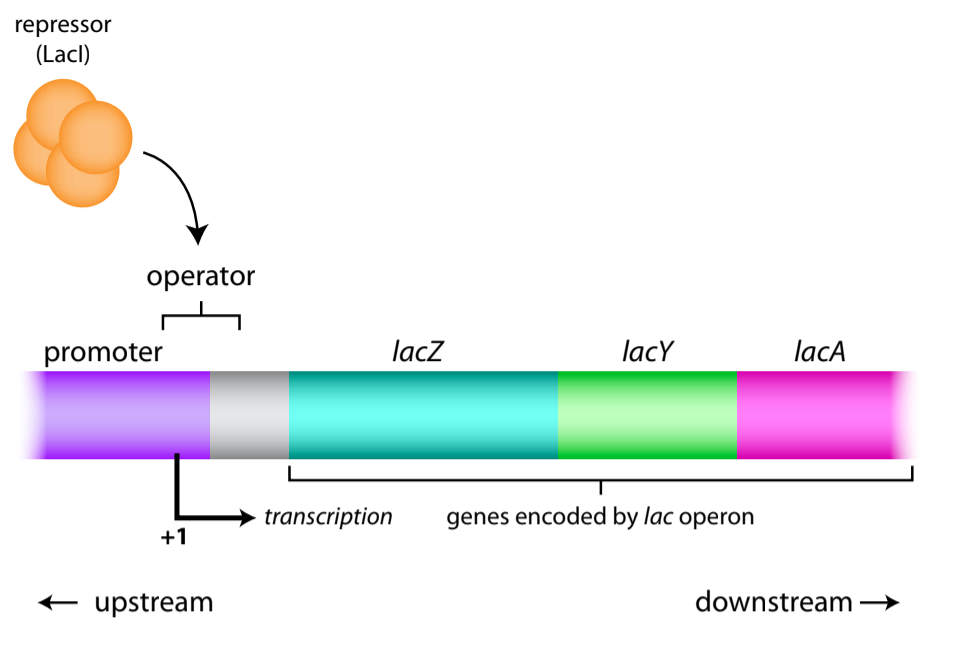 Lac Operon- Gene Regulation in Bacteria