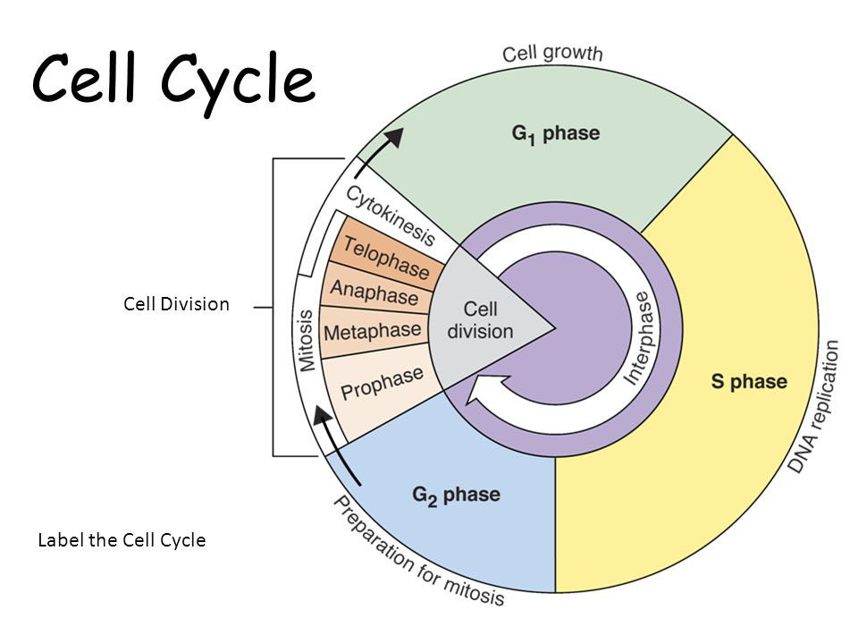 Cell Cycle (Basic)
