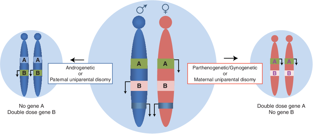 Genomic Imprinting: An Overview