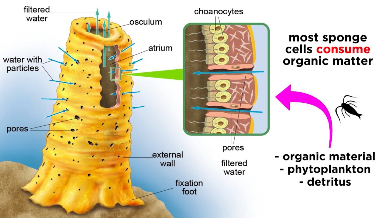 Classification of Porifera
