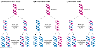 DNA Replication: Three Alternative Models