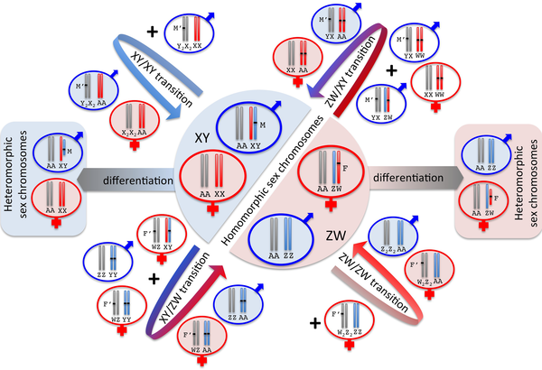 Chromosomal Basis of Sex Determination