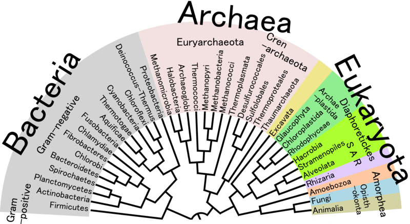 Classification, Systematics, and Taxonomy