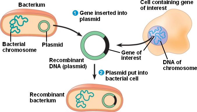 DNA Cloning