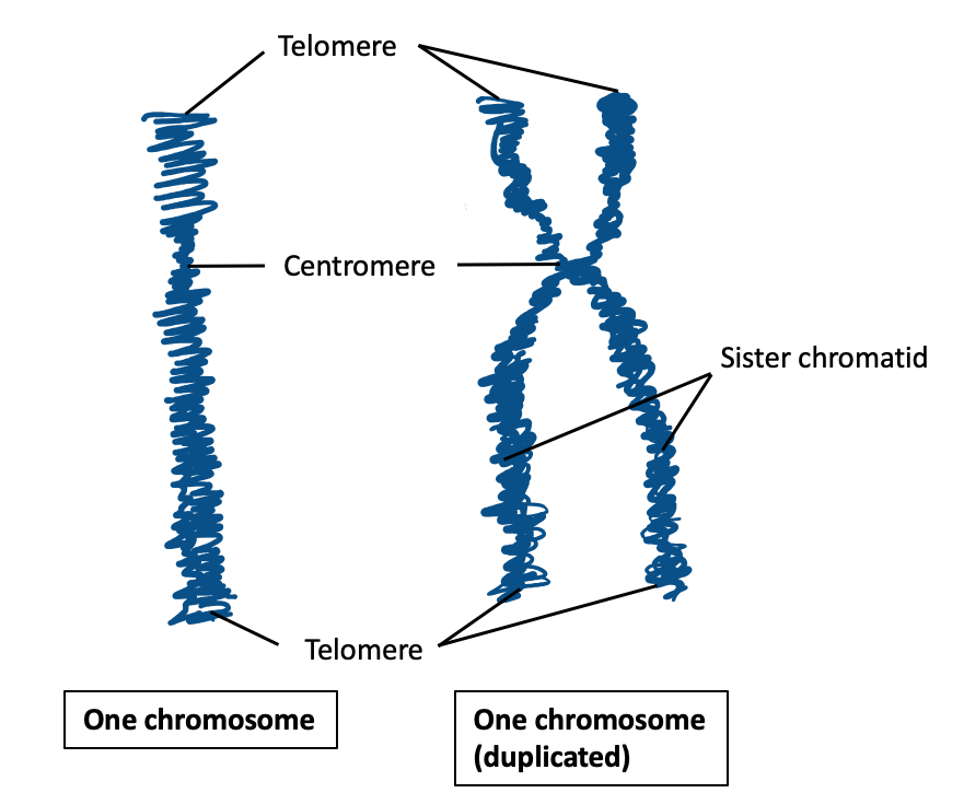 Chromosome : Function