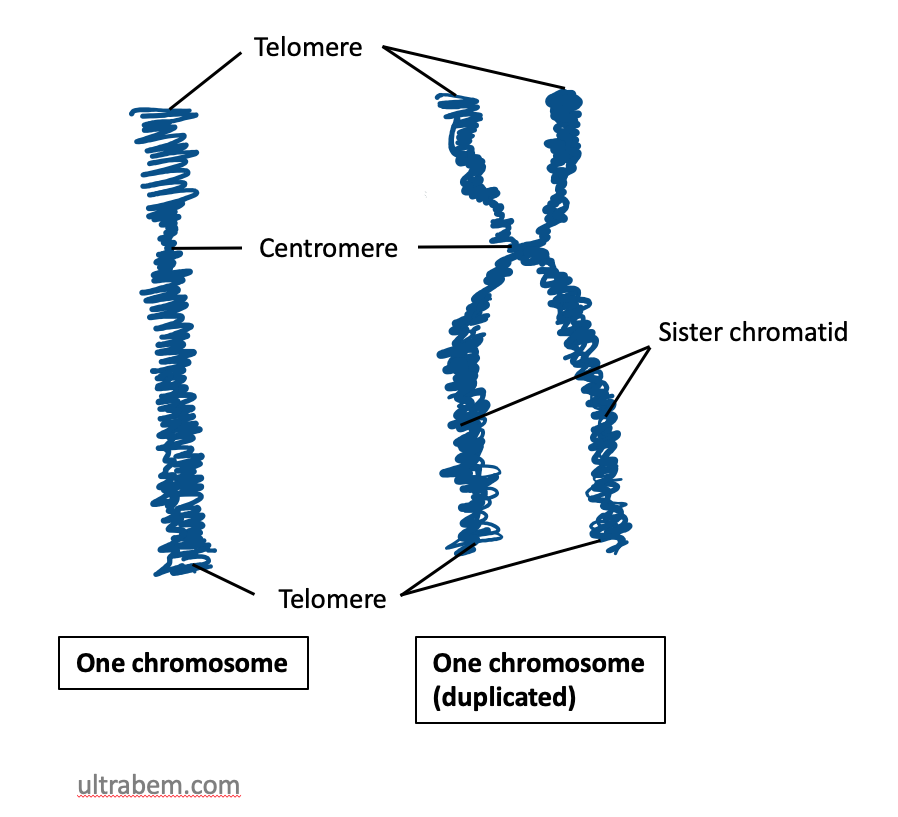 functional-chromosome-rethink-biology-notes