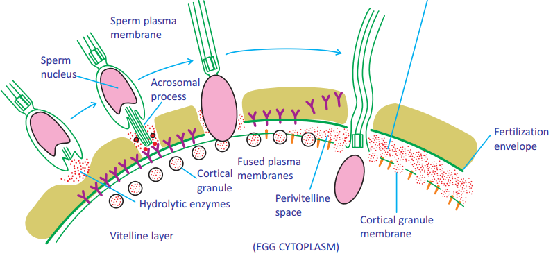 Cortical Granule Reaction (Sea Urchin)