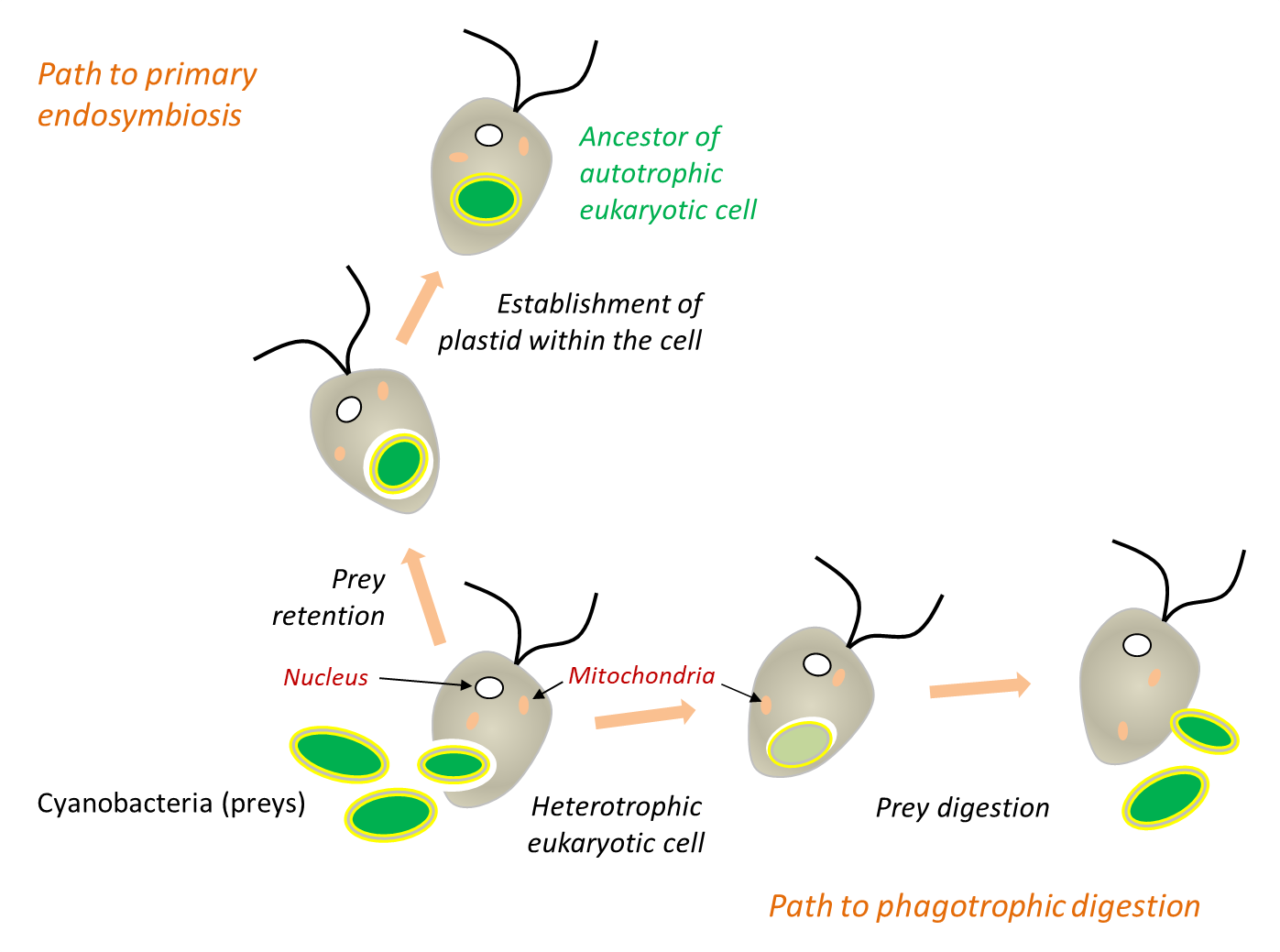 Origin of Eukaryotic Cells