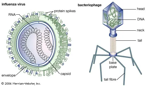 Structure of Viruses
