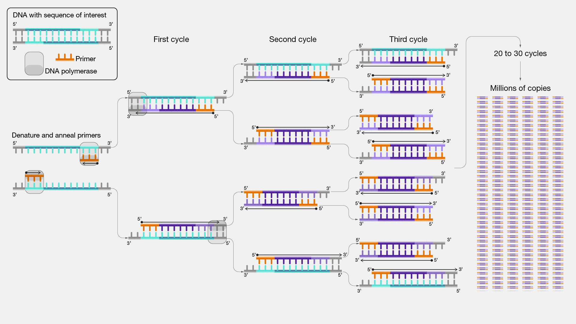 Steps of Polymerase Chain Reaction (PCR)
