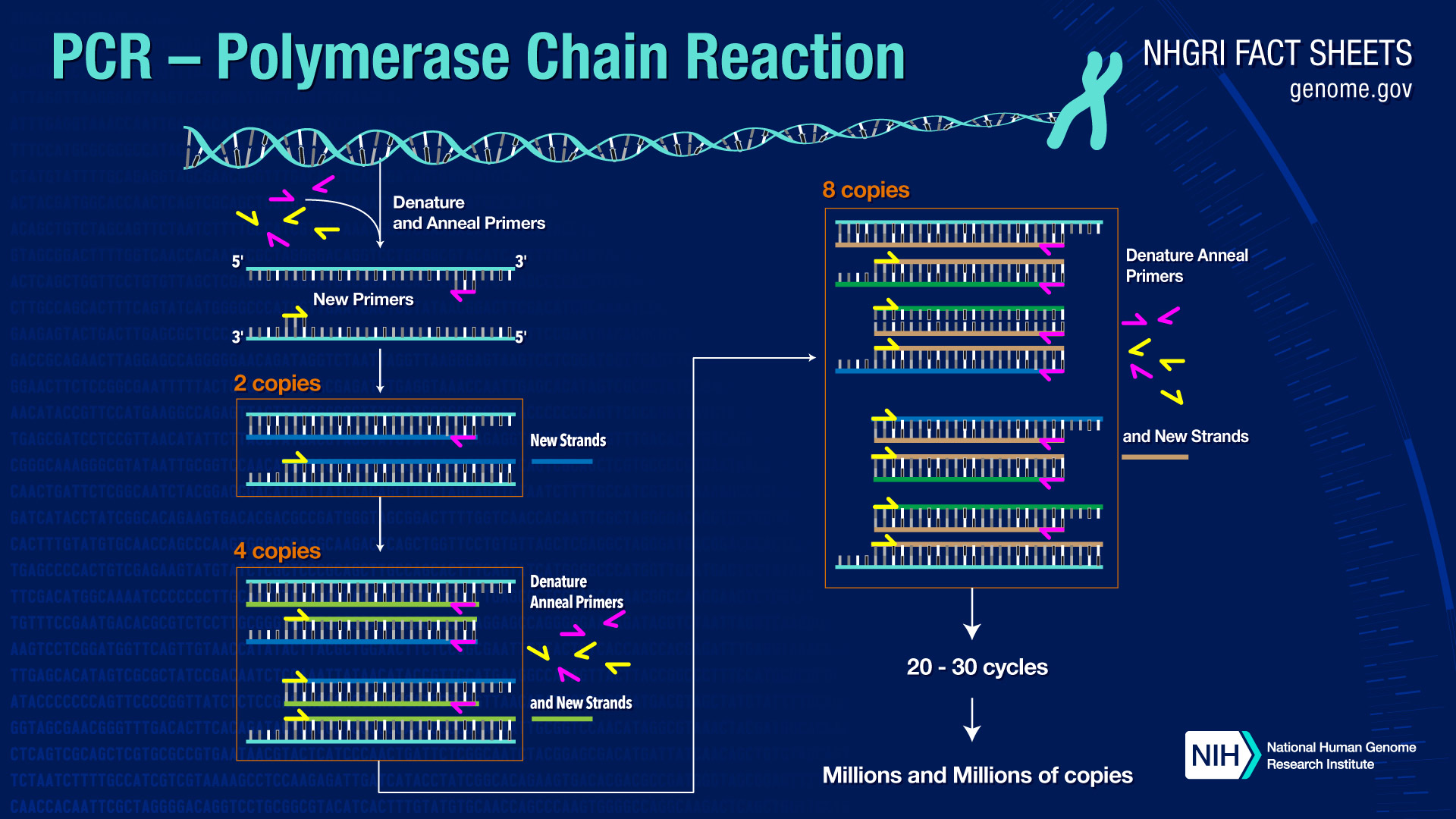 Polymerase Chain Reaction (PCR)