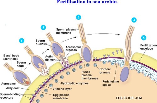 Fusion of the Egg and Sperm Cell Membranes and Polyspermy (Sea Urchin)