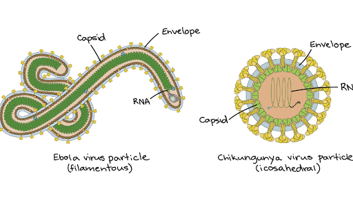 Replicative Cycles of Animal Viruses