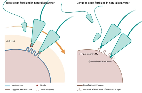 Recognition of the Egg’s Extracellular Coat (Sea Urchin)