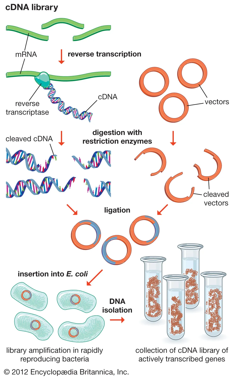 Restriction Enzymes