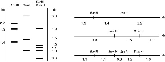 Restriction Mapping