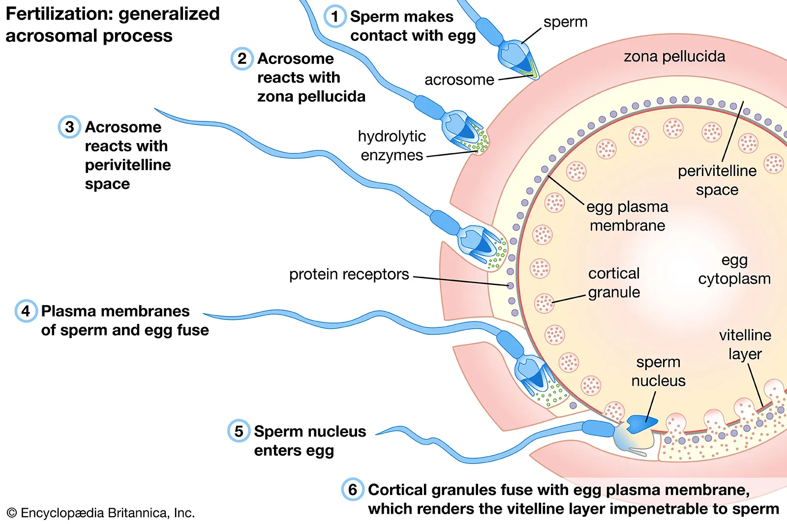 Acrosome Reaction (Sea Urchin)