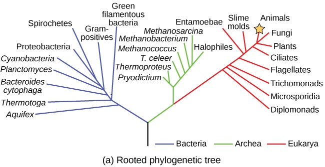 Evolution of viruses