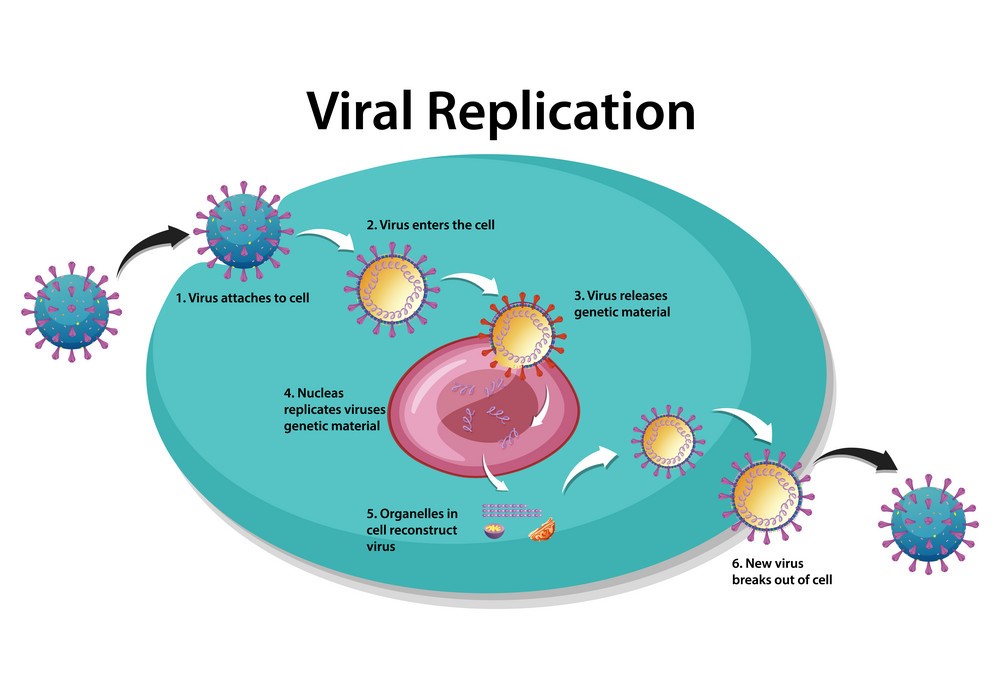 Virus Replication