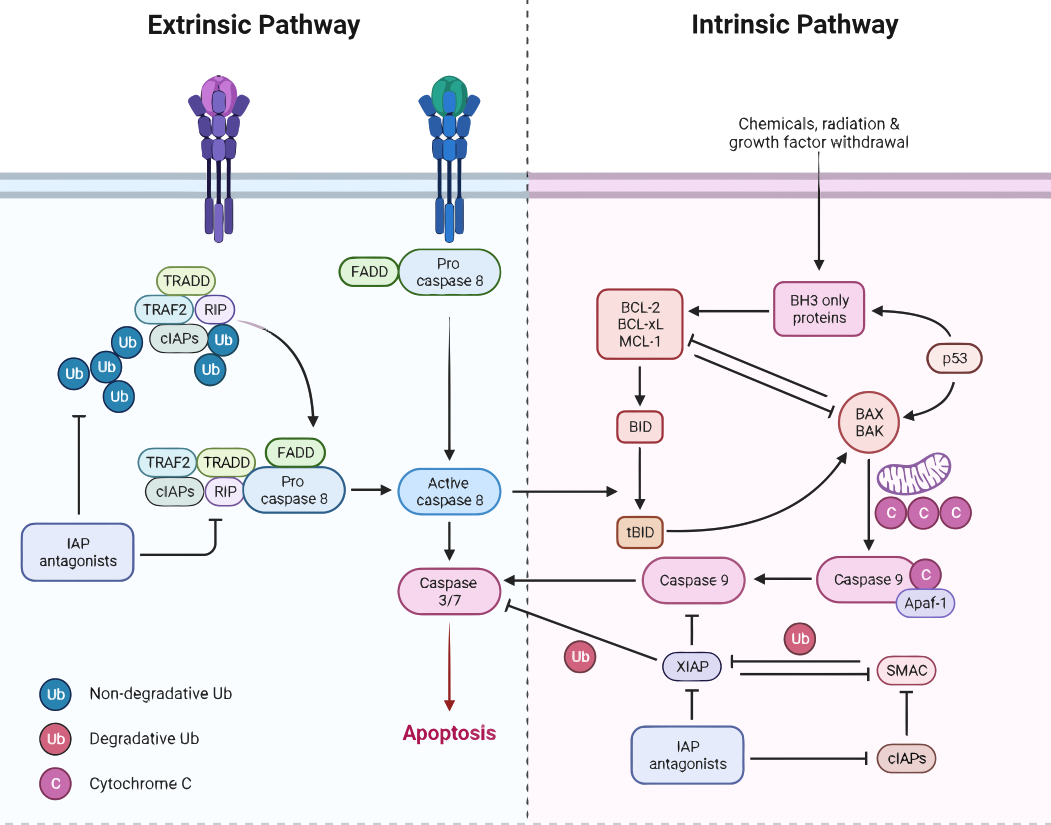 Apoptotic pathways