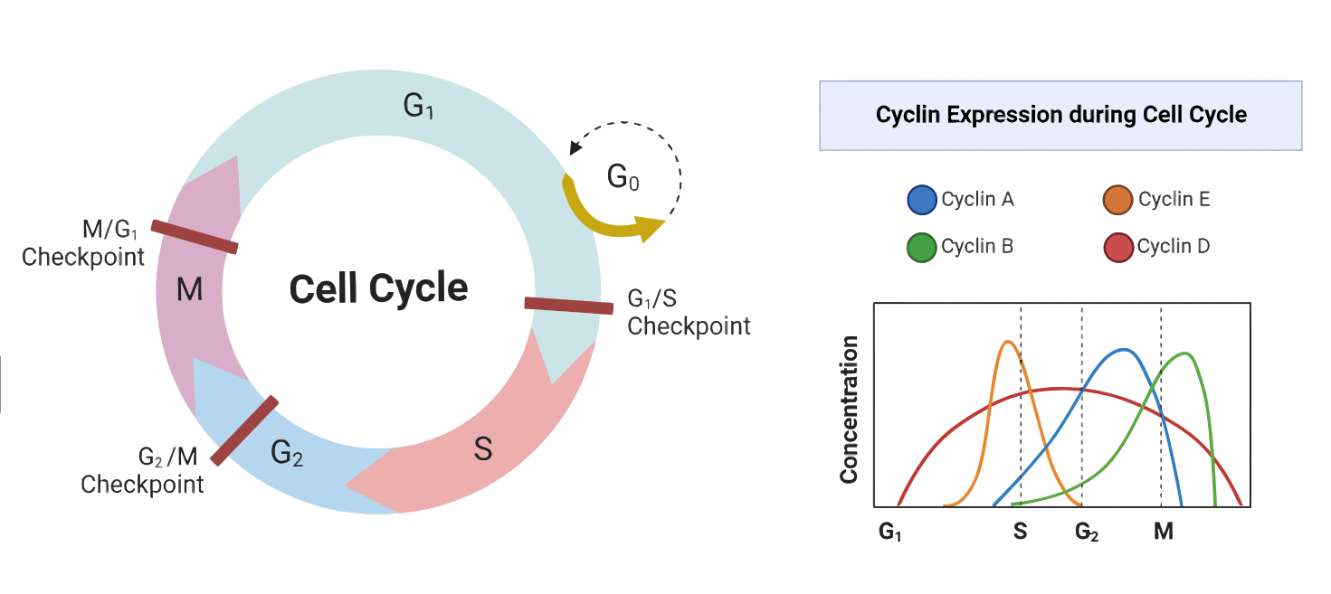 The Cell Cycle and Its Regulation