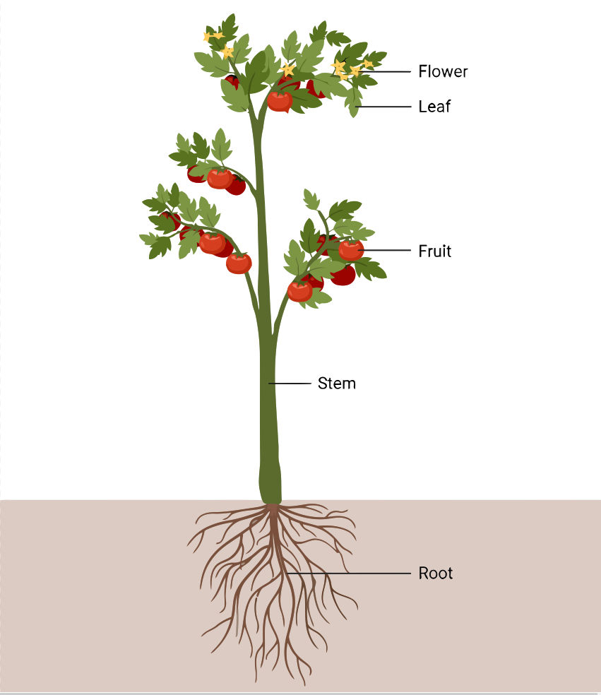 Morphology of Plant