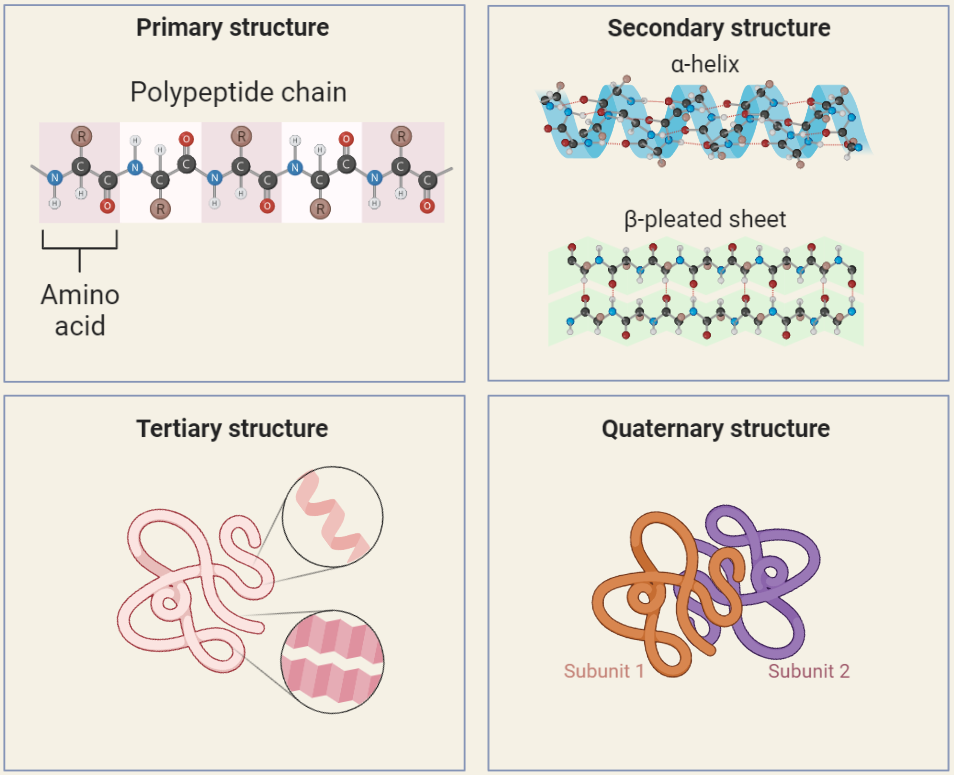 Secondary Structures of Proteins
