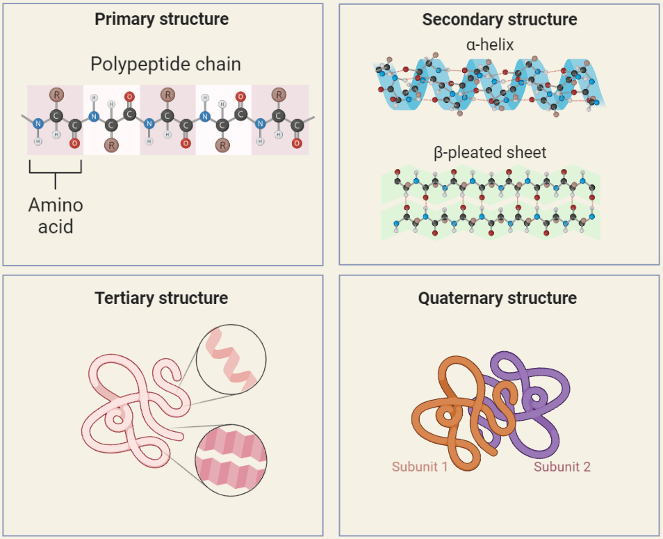 Secondary structures of proteins