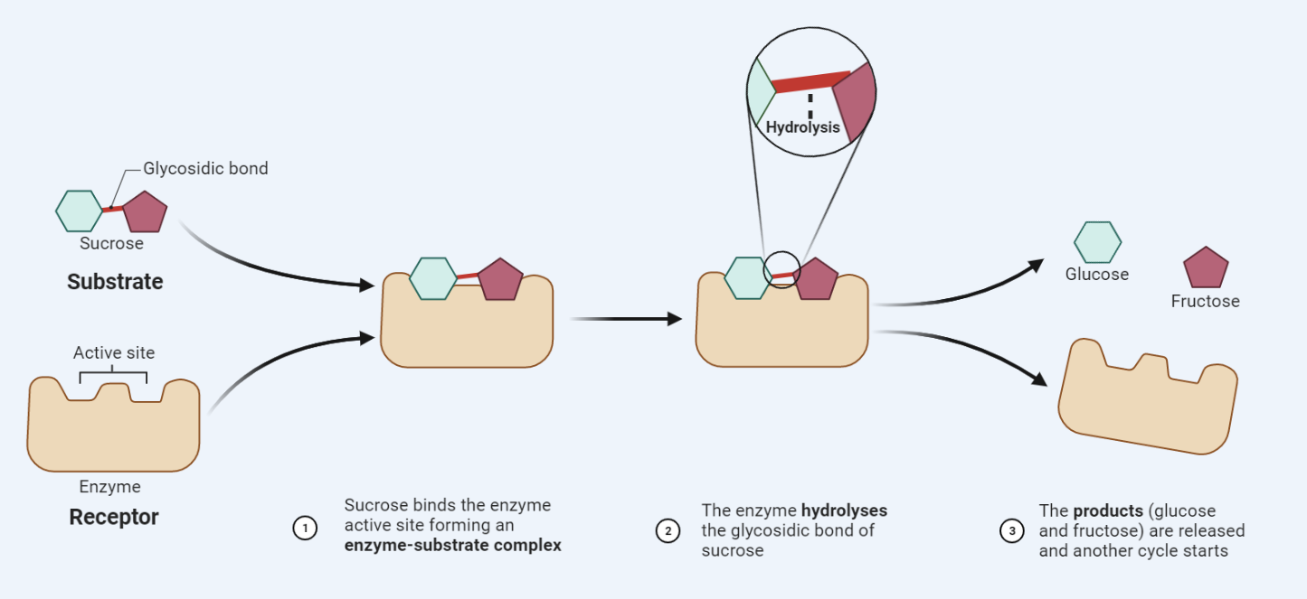 Enzyme-substrate interaction