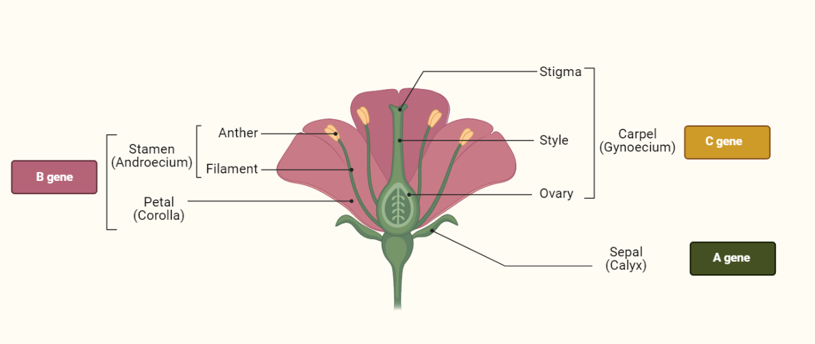 ABC Model of Flowering