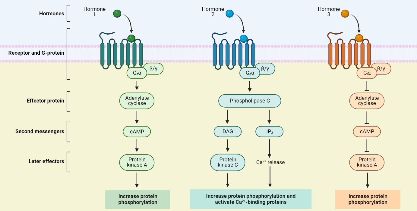 GPCR Signalling Pathway