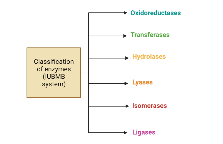 Enzymes : classification