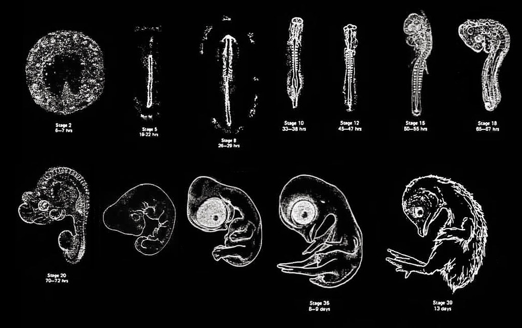 Chick embryo development