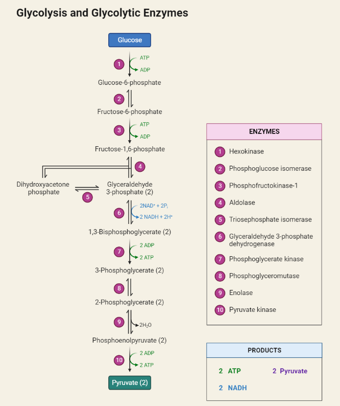 Steps of Glycolysis