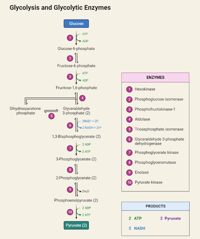 Glycolysis