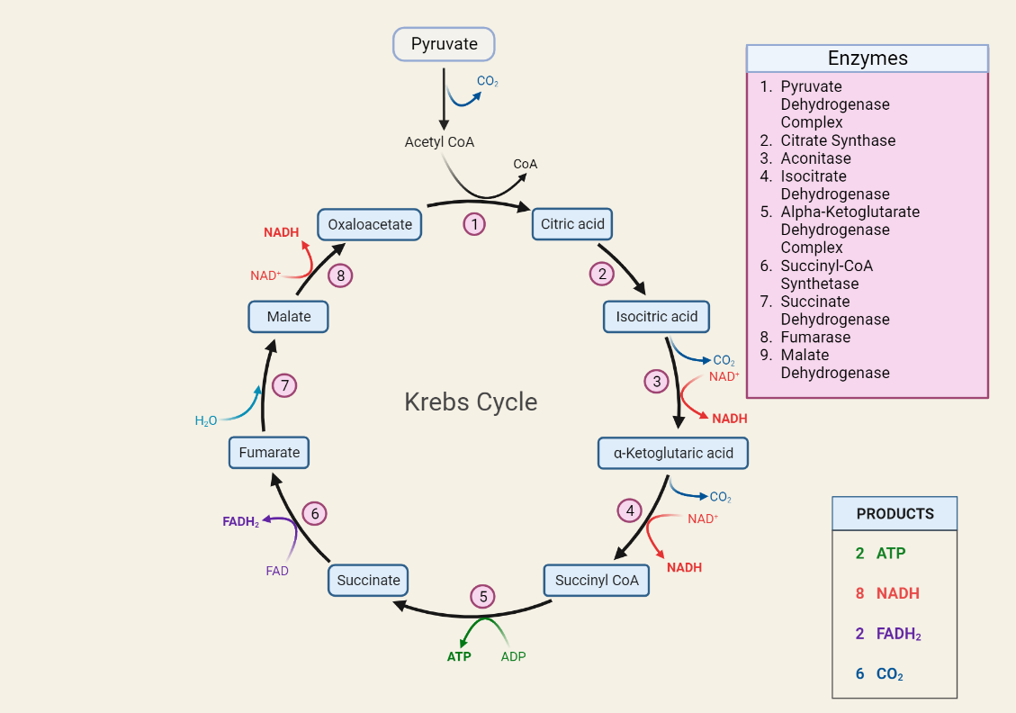 Krebs cycle