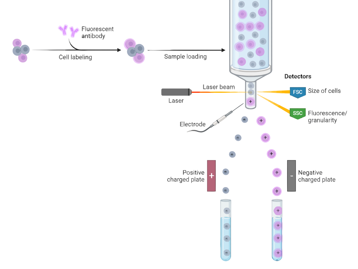 Fluorescence-activated Cell Sorting (FACS)