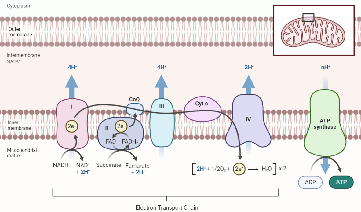 Electron Transport Chain: The Powerhouse of Cellular Respiration