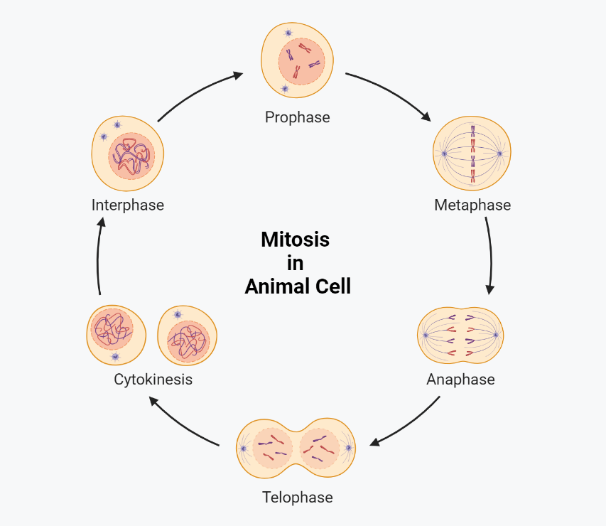 mitosis in animal cell