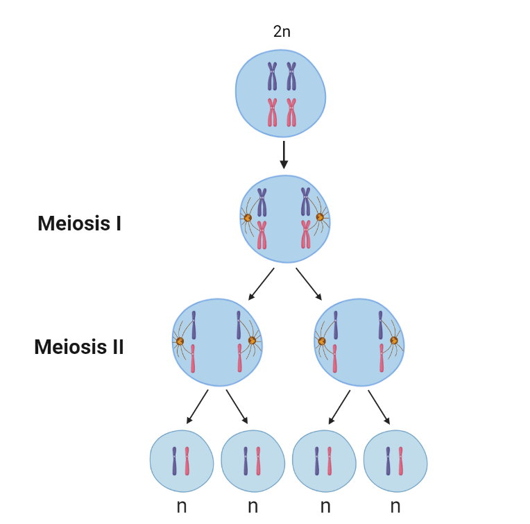 Meiosis: Cell Division
